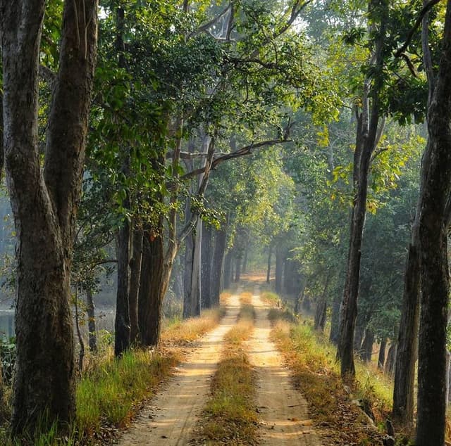Escape the city life and explore the wilderness of Satpura Escape the city life and explore the wilderness of Satpura