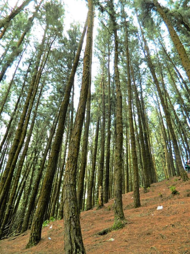 Things to do in Vagamon, Kerala Things to do in Vagamon, Kerala